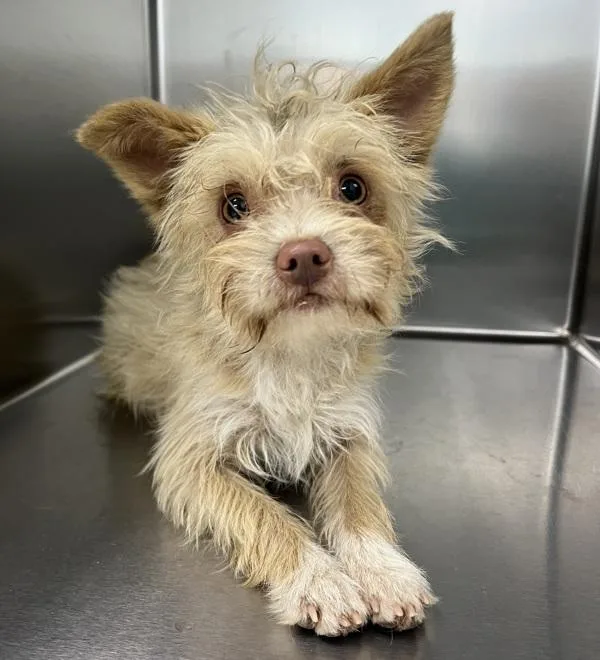 A young small-sized male Chihuahua dog named Sam for adoption in Sioux City, IA
