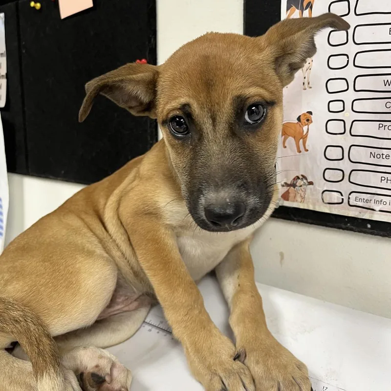 A baby small-sized female Yellow / Tan / Blond / Fawn Shepherd dog named Libby for adoption in Birmingham, AL