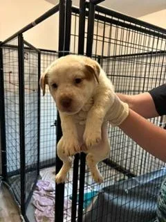 A baby medium-sized female Australian Cattle Dog / Blue Heeler dog named Mila for adoption in Thompson Falls, MT