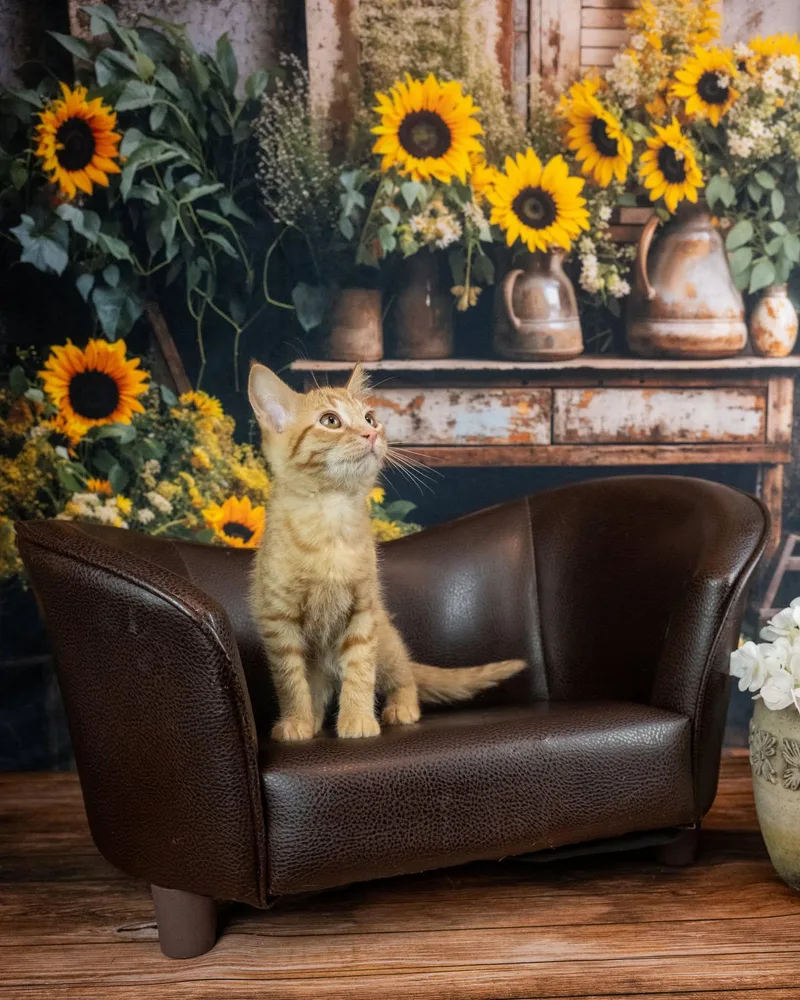 A baby small-sized male Orange / Red Domestic Short Hair cat named Tenebris for adoption in Lapeer, MI