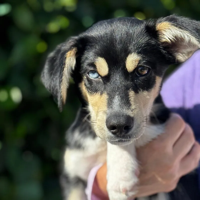 A baby medium-sized male Black Husky dog named Locust for adoption in Bradenton, FL