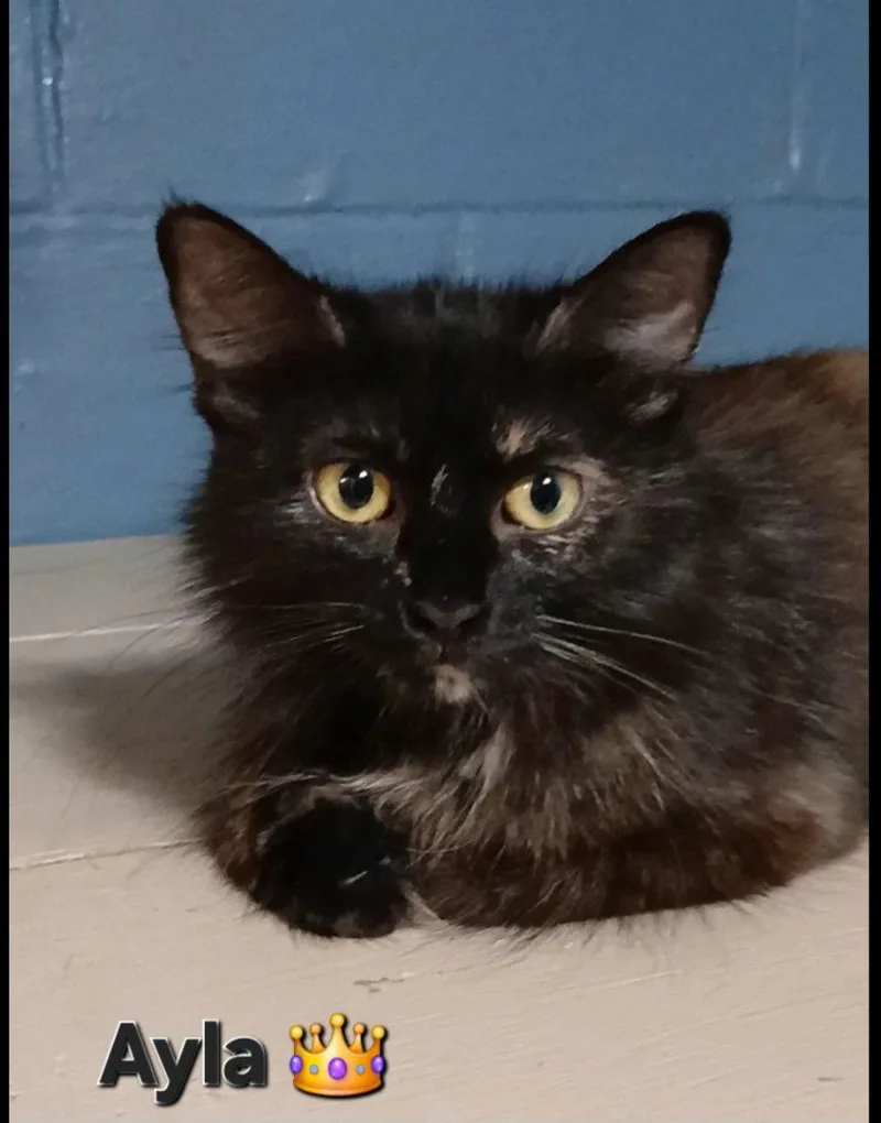 An adult medium-sized female Tortoiseshell cat named Ayla for adoption in Bay City, MI