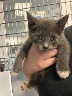 A baby small-sized female Domestic Short Hair cat named CA Raggedy Ann for adoption in Glen Allen, VA