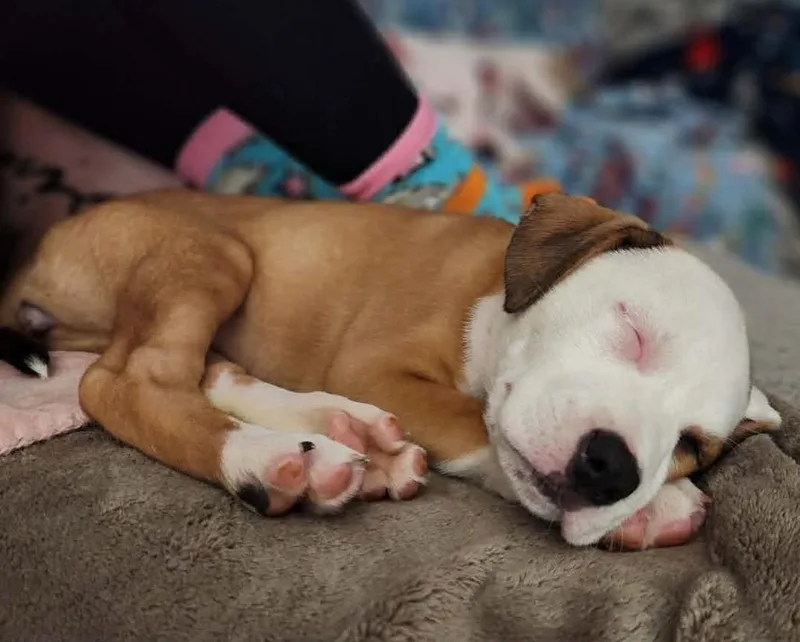 Sun Prairie thumbnail 4