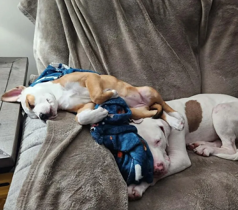 Sun Prairie thumbnail 5