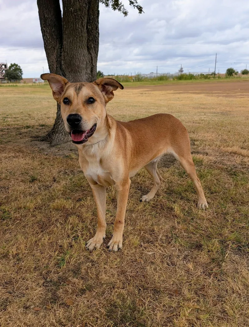 An adult large-sized male Labrador Retriever dog named Dirk for adoption in Cleburne, TX
