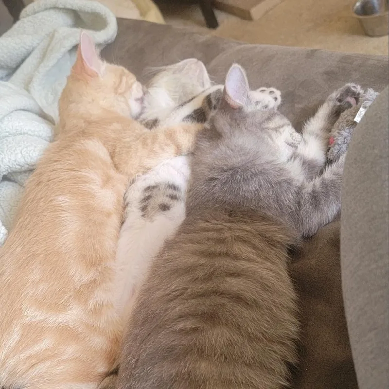 An adult small-sized female Gray / Blue / Silver Domestic Short Hair cat named Lola for adoption in Peoria, IL