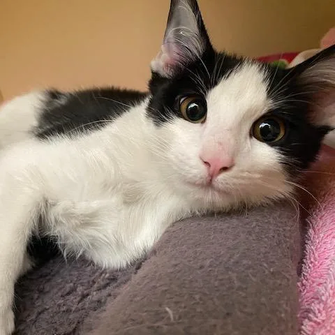 A baby small-sized male Black Domestic Short Hair cat named Doss for adoption in Dayton, OH