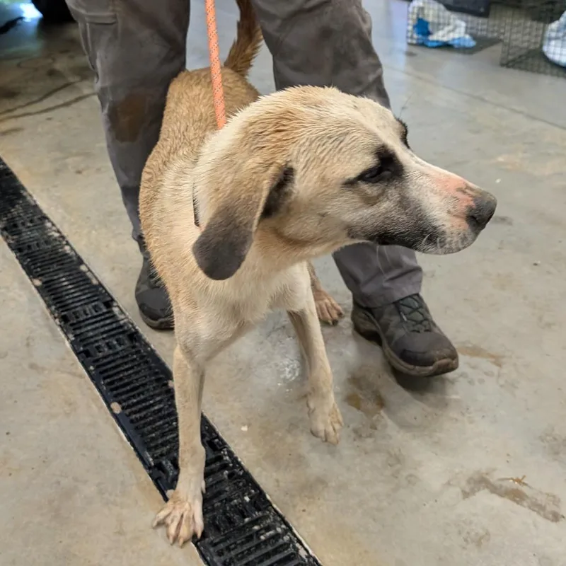 An adult medium-sized female Brown / Chocolate Shepherd dog named Milan for adoption in Morganton, NC