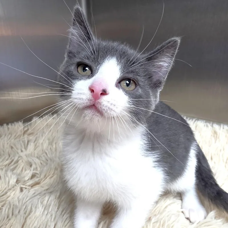 A baby small-sized male Black Domestic Short Hair cat named Turnip for adoption in Michigan City, IN