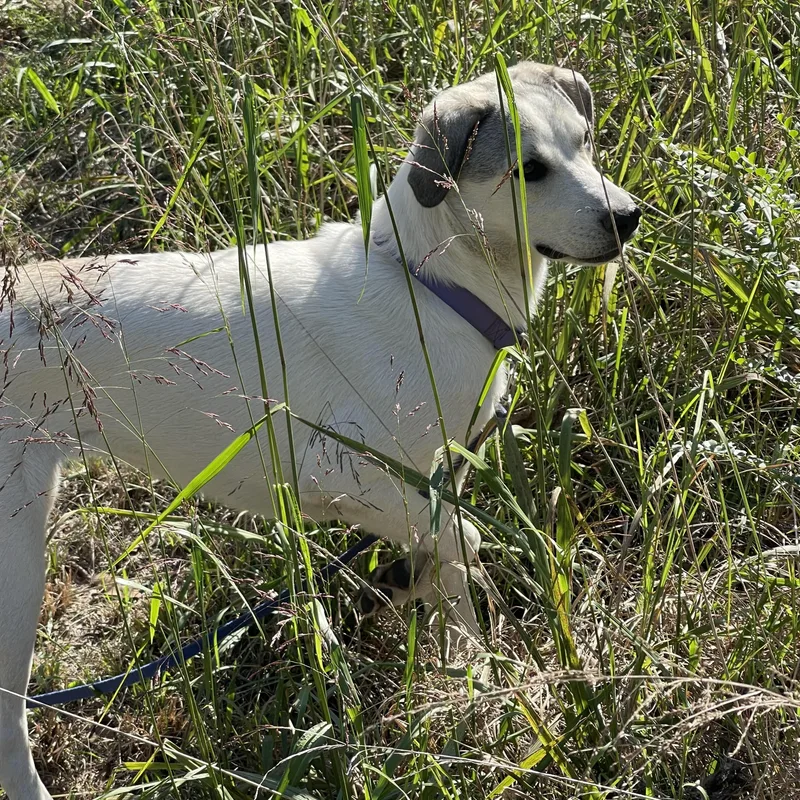 A young medium-sized female Labrador Retriever dog named Riley for adoption in Chicopee, MA