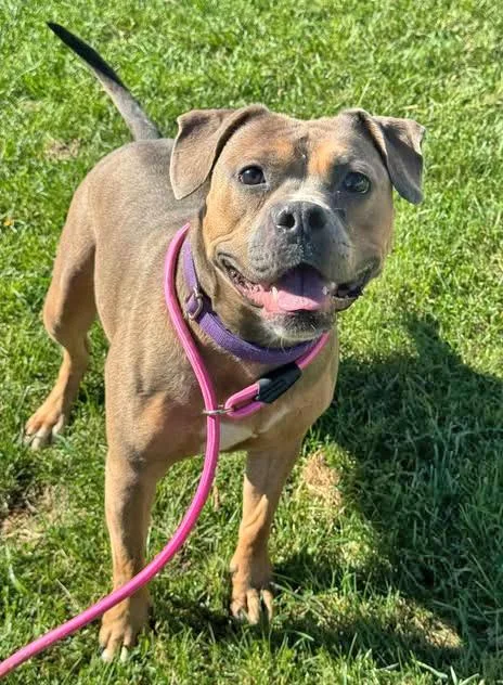 A young medium-sized female Golden Pit Bull Terrier dog named Sasha for adoption in Euclid, OH