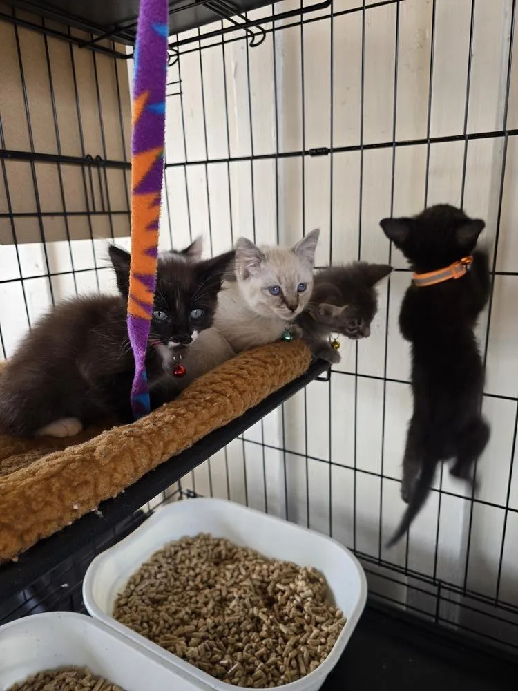 A baby small-sized female Domestic Short Hair cat named Jessie Spano for adoption in Pacifica, CA