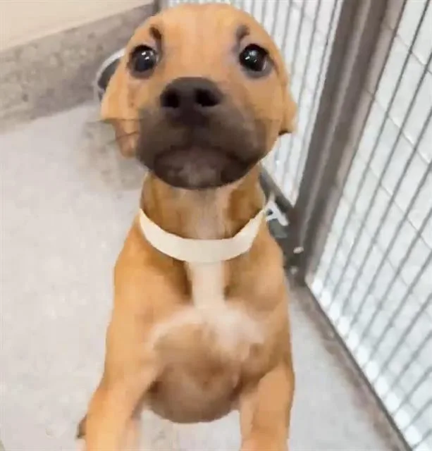 A baby medium-sized male Labrador Retriever dog named Mondo for adoption in Houston, TX