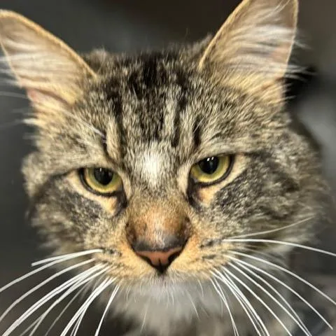 A young small-sized male Brown / Chocolate Domestic Long Hair cat named Rusty for adoption in Abingdon, MD