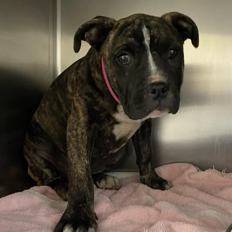 A baby medium-sized female Brindle Mixed Breed dog named Drum Stick for adoption in Chattanooga, TN