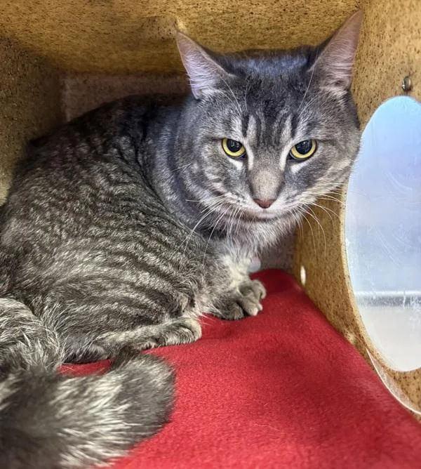An adult large-sized male Domestic Short Hair cat named Confucious for adoption in Troutdale, OR