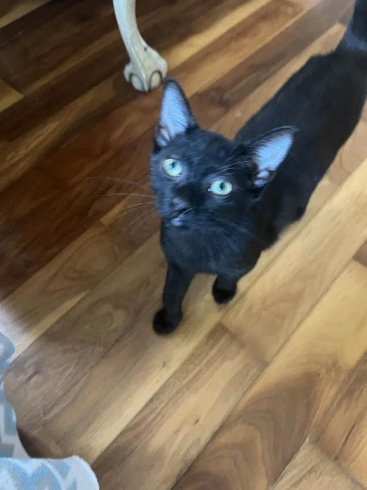 A young medium-sized female Black American Shorthair cat named Mischief for adoption in Tampa, FL