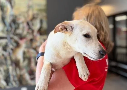 A baby medium-sized female Mixed Breed dog named Dipsy for adoption in West Chester, PA