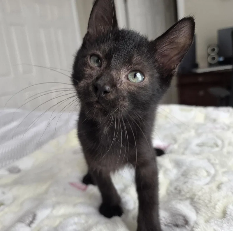 A baby medium-sized male Black Domestic Short Hair cat named Chief Inspector for adoption in Orlando, FL