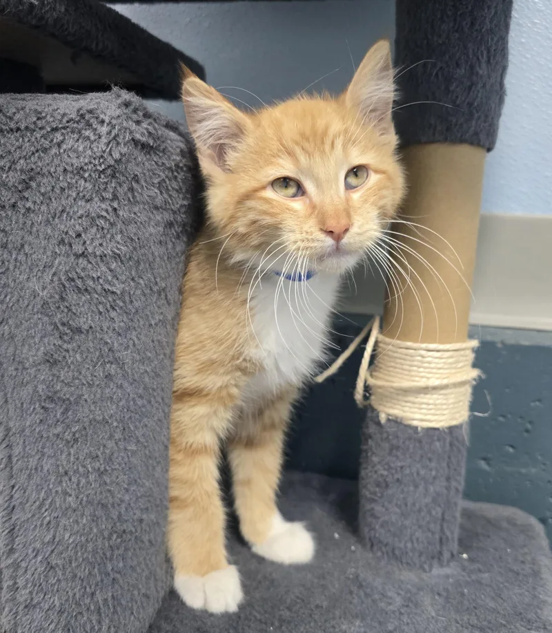 A baby medium-sized male Orange & White Domestic Short Hair cat named Sherman for adoption in Farmington, MO