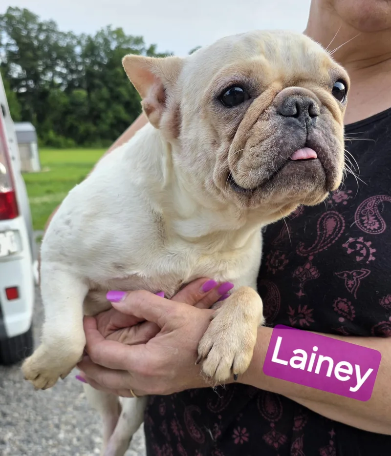 Lainey