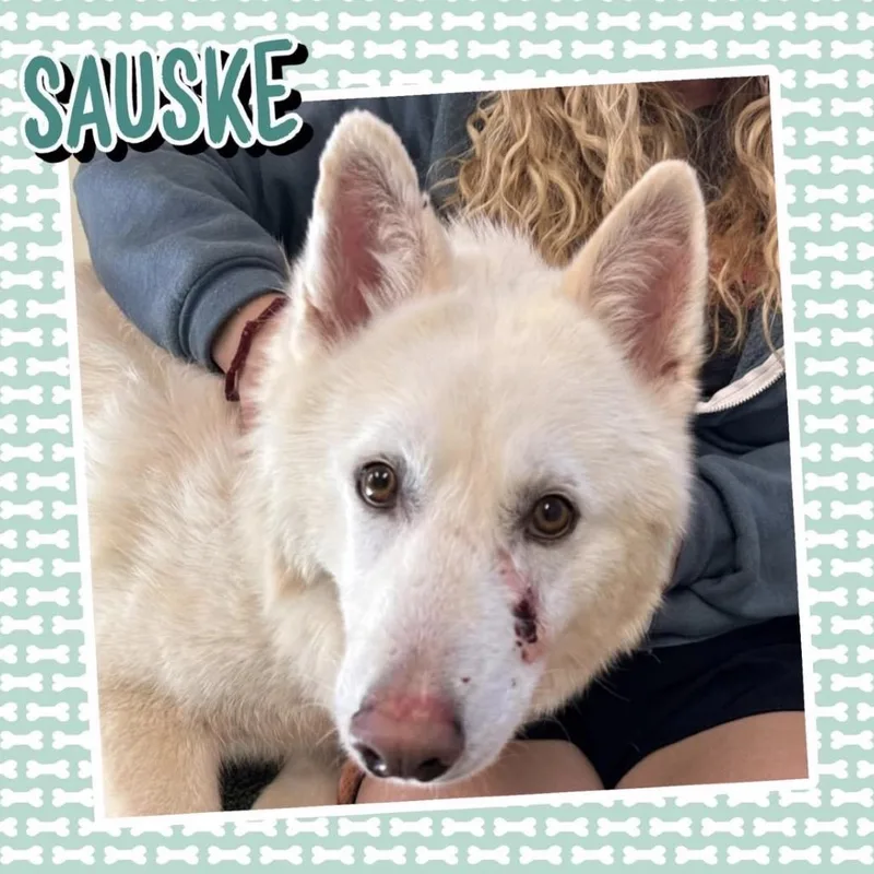 Sauske