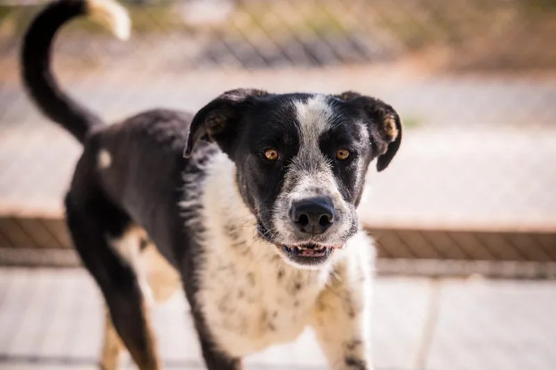 A young large-sized male Anatolian Shepherd dog named Jumbo for adoption in Twentynine Palms, CA