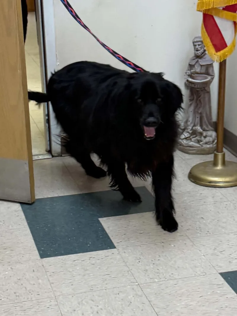 An adult large-sized male Black Labrador Retriever dog named Bear for adoption in St. Clairsville, OH