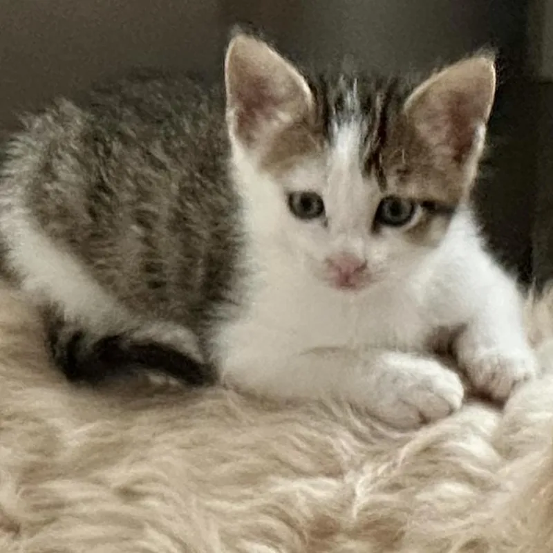 A baby small-sized female Brown / Chocolate Domestic Short Hair cat named Drumstick for adoption in Austin, TX