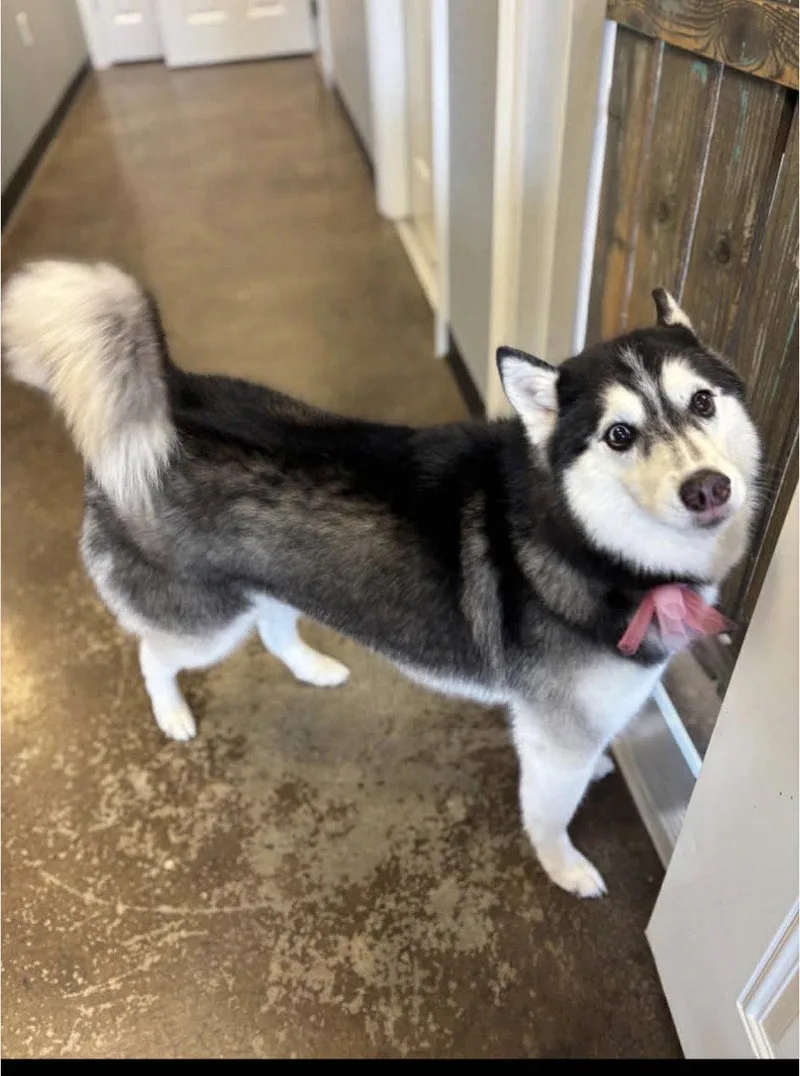 An adult medium-sized female Siberian Husky dog named Xina Fluffy Princess for adoption in Oakhurst, NJ