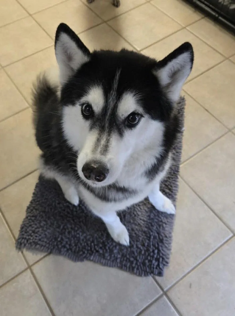 Xina Fluffy Princess thumbnail 3
