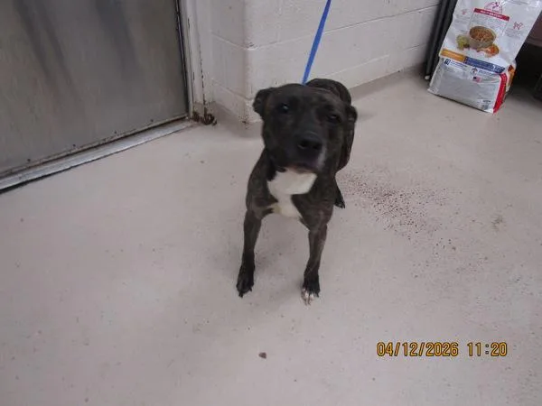 An adult medium-sized female Pit Bull Terrier dog named Stormi for adoption in Marietta, GA