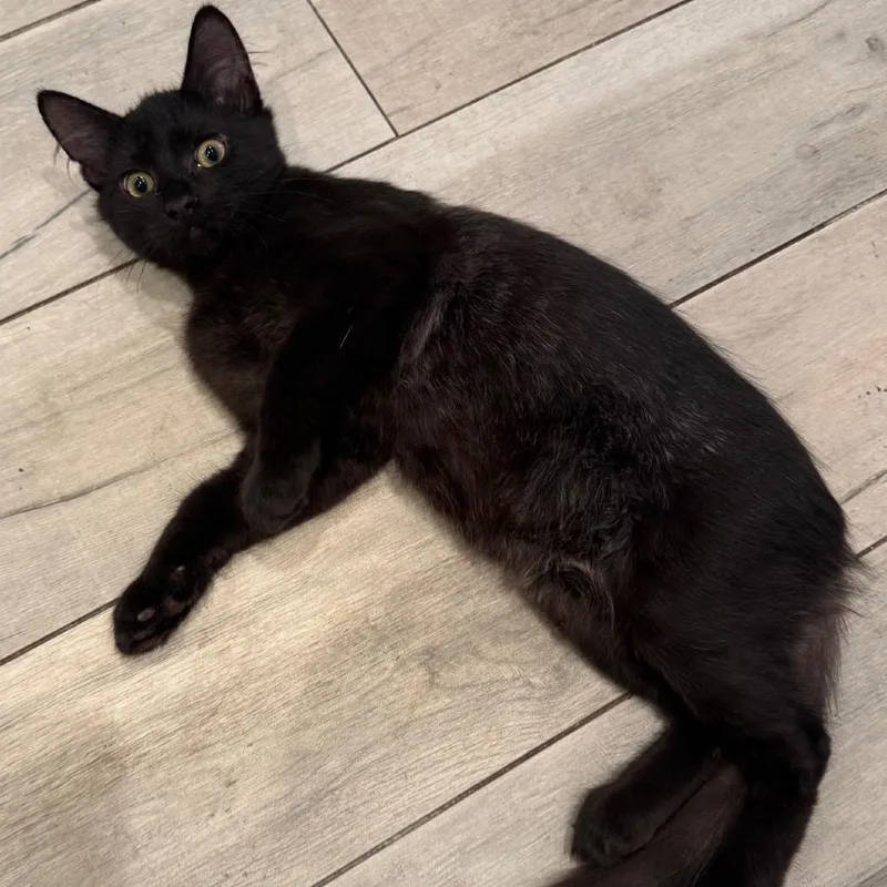 A baby small-sized male Black Domestic Long Hair cat named Asher for adoption in San Antonio, TX