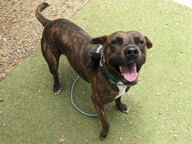 A young large-sized male Pit Bull Terrier dog named Glaze Donut for adoption in Phoenix, AZ