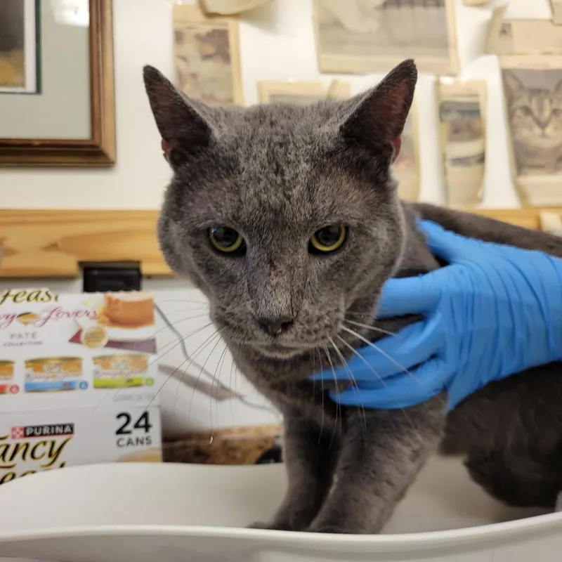 A senior extra large-sized male Domestic Short Hair cat named Hammy for adoption in New York, NY