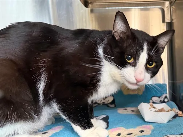 An adult small-sized male Domestic Short Hair cat named Nero for adoption in Santa Rosa, CA