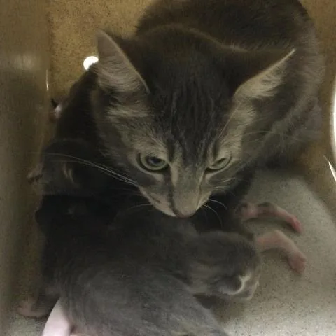 A young small-sized male Domestic Short Hair cat named Kiwi for adoption in Riverside, CA