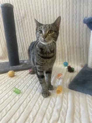 An adult medium-sized male Domestic Short Hair cat named Bilbo for adoption in Columbus, IN