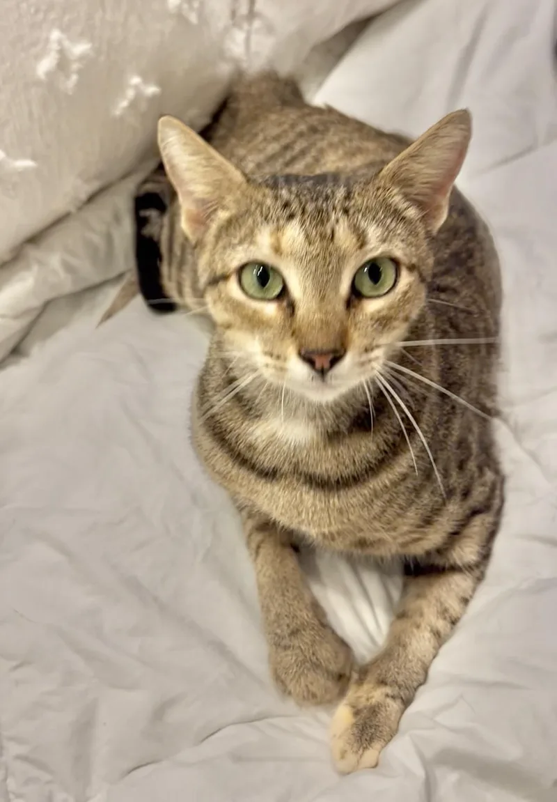 Tilly Wiggle Whiskers thumbnail 6