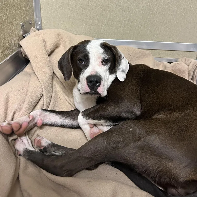 A young medium-sized female White / Cream Pit Bull Terrier dog named Chiquita for adoption in Durango, CO