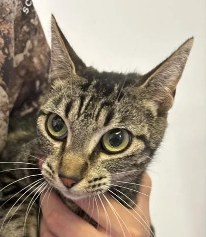 An adult medium-sized female Domestic Short Hair cat named Farrow for adoption in West Memphis, AR