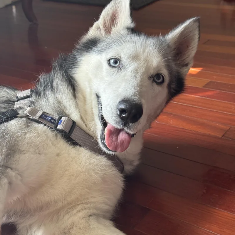 A senior medium-sized female Husky dog named Nikita for adoption in Pflugerville, TX