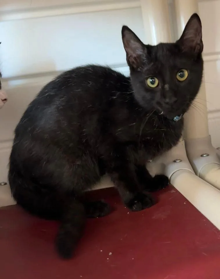 A young medium-sized male Domestic Short Hair cat named Gunther for adoption in Marion, OH