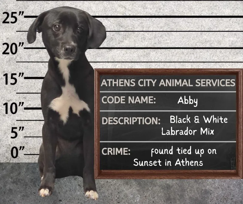A baby medium-sized female Labrador Retriever dog named Abby for adoption in Athens, AL