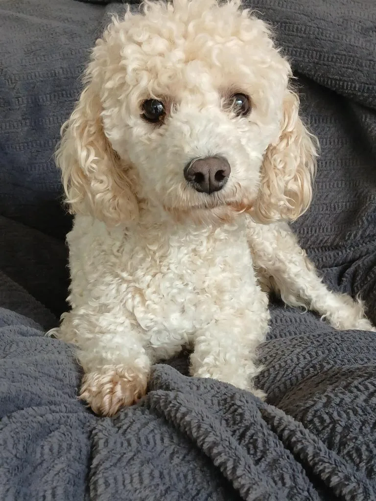 Lucy Loo