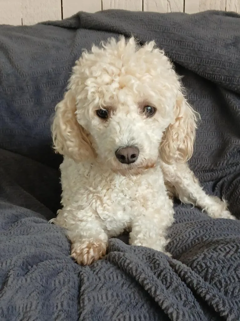 Lucy Loo thumbnail 2