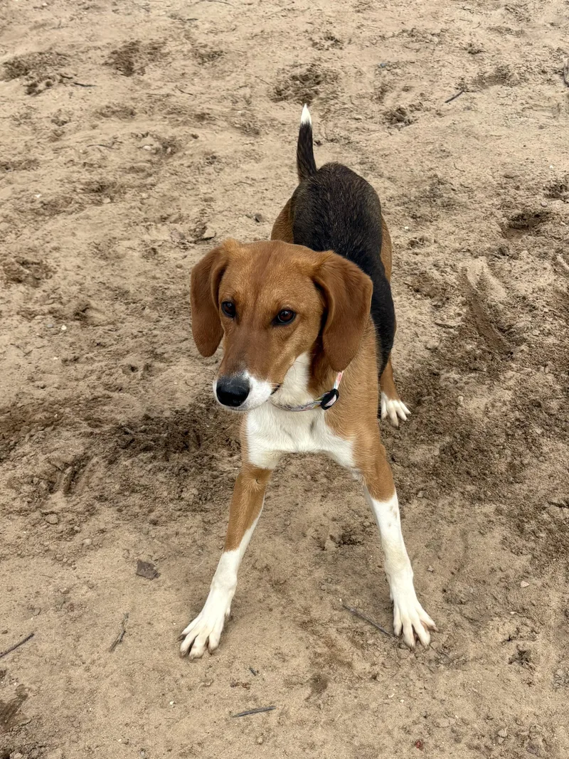 A young medium-sized female Treeing Walker Coonhound dog named Effie for adoption in Big Rapids, MI