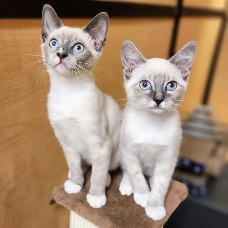 A baby medium-sized male Buff / Tan / Fawn Siamese cat named Robert aka 'Bob" for adoption in Garland, TX