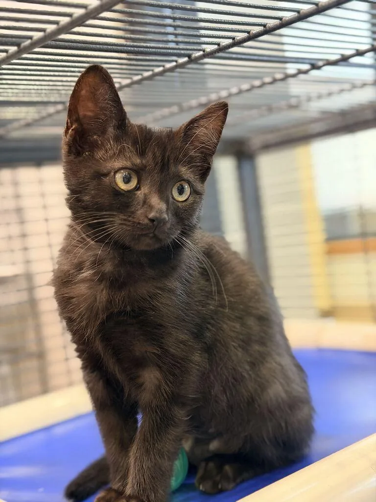 A baby small-sized female Domestic Short Hair cat named Pip for adoption in Jackson, MI